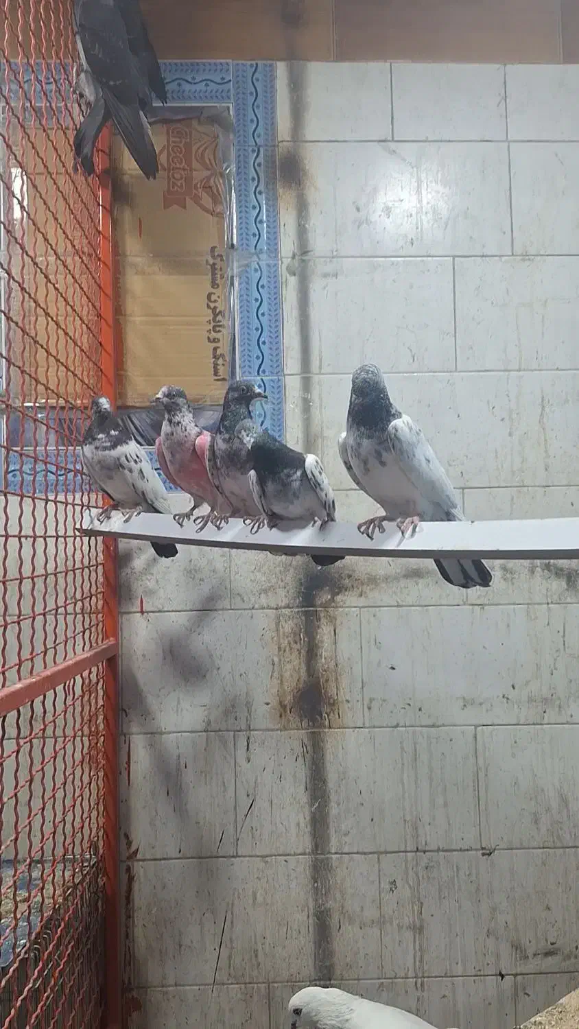 شیخ بلند گرد|پرنده|بندر ماهشهر, |دیوار