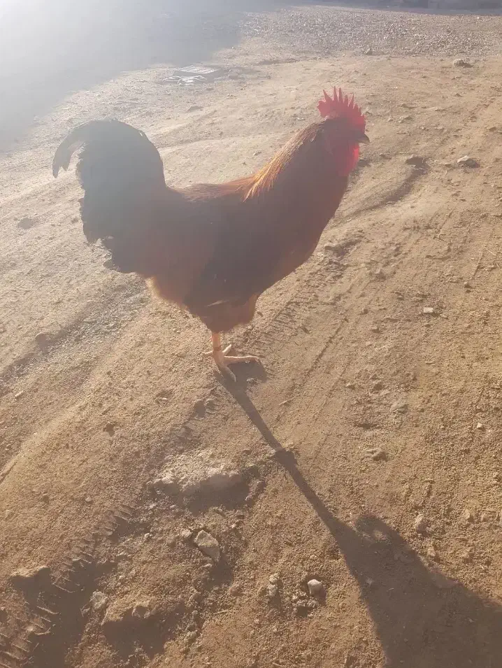 فروش خروس برای شب یلدا|حیوانات مزرعه|بازرگان, |دیوار