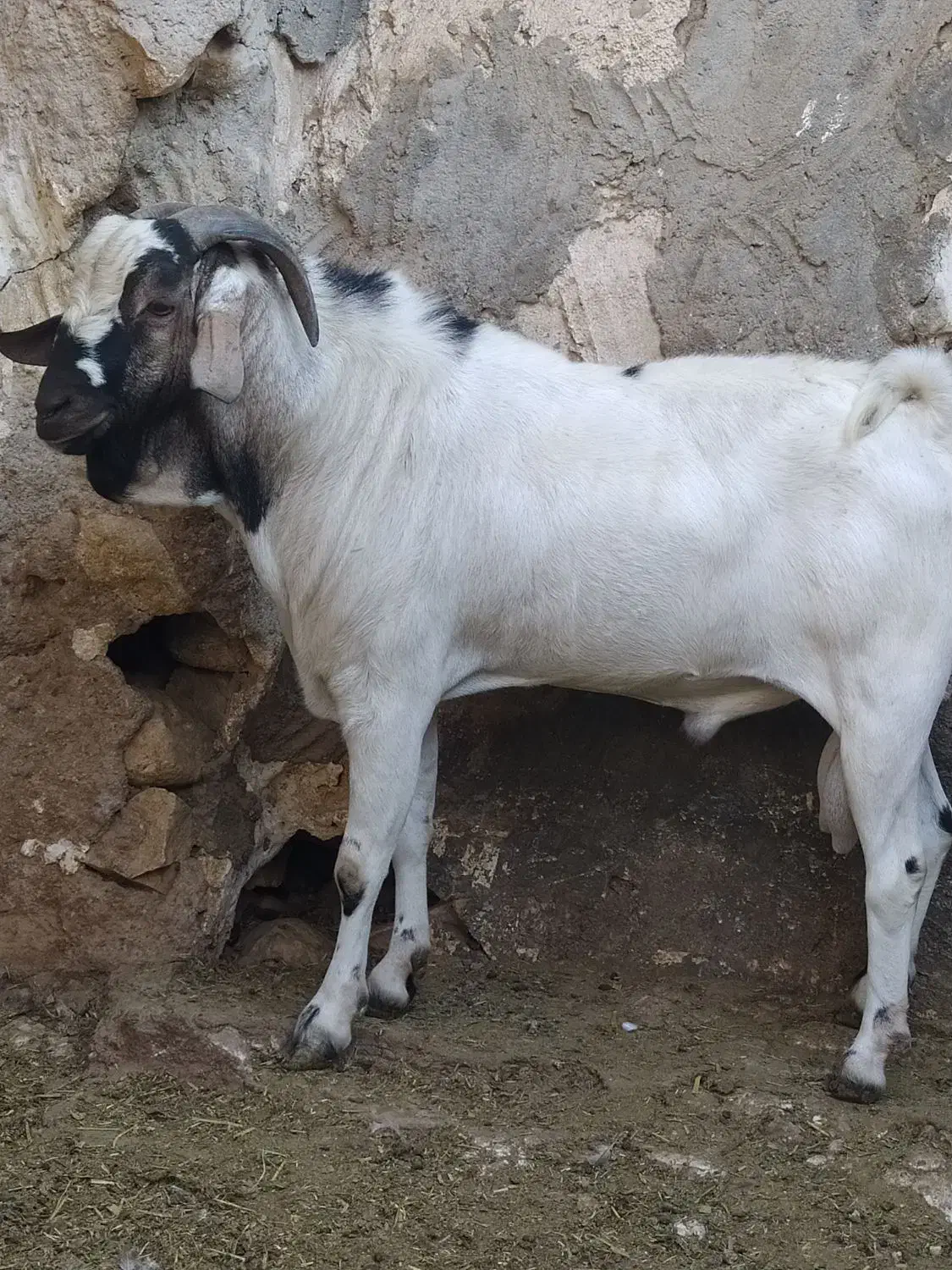 فروش عدد حیوان سومال|حیوانات مزرعه|کوخرد هرنگ, |دیوار