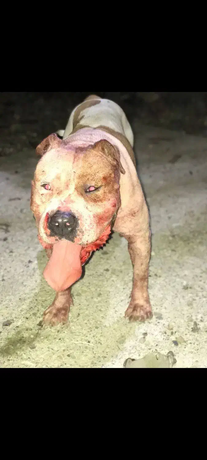 پیتبول(امریکن استافورد شایر)|سگ|لاهیجان, کوه بیجار|دیوار