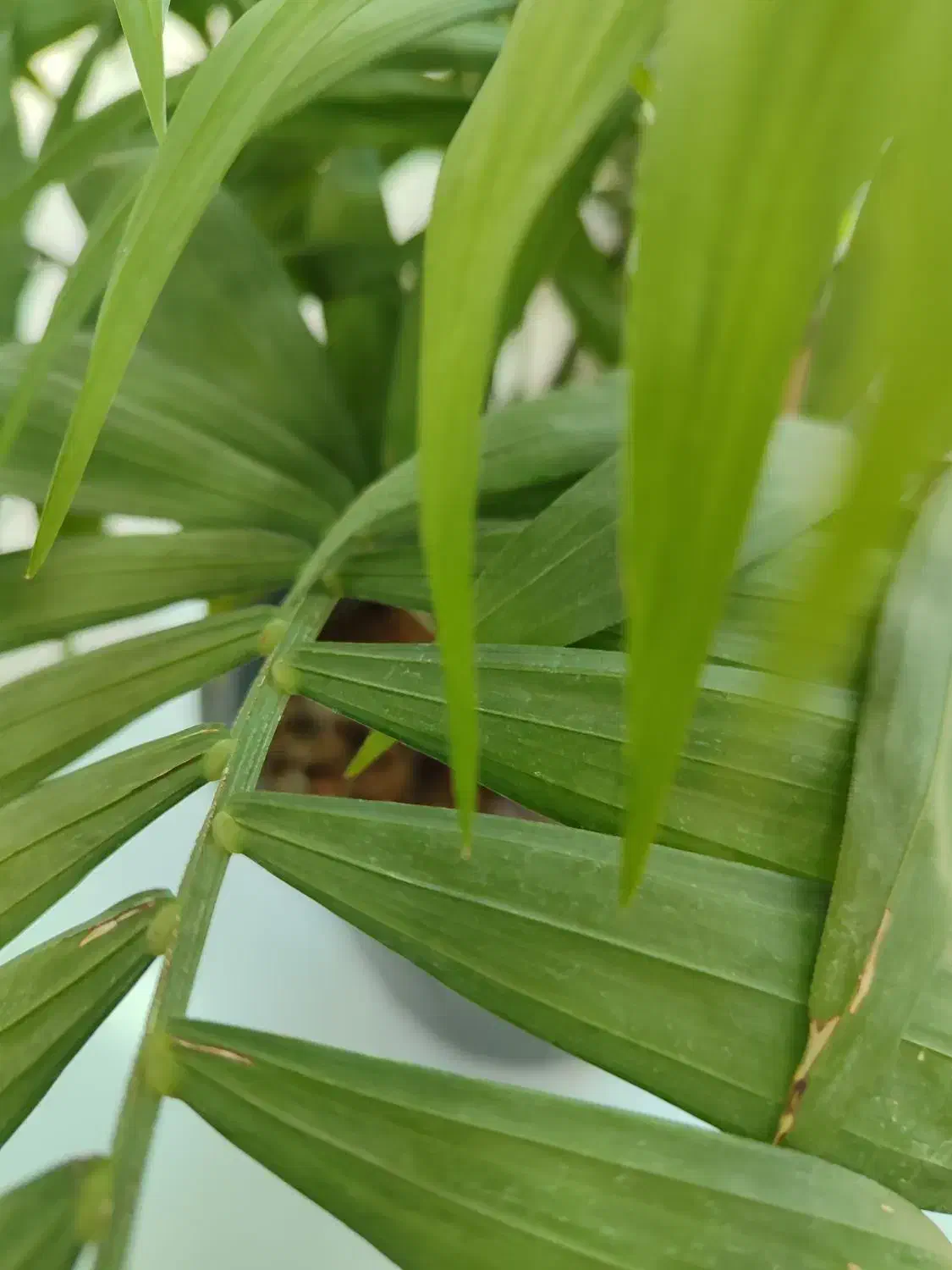 نیازمند کار یک شیفت|فعالیت داوطلبانه|دهدشت, |دیوار