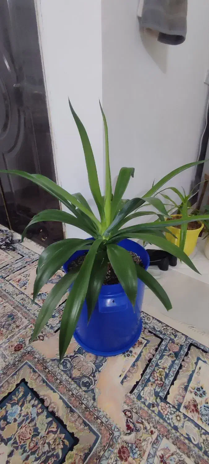 گل آگوا تایلندی|گل و گیاه طبیعی|مشهد, ایثارگران|دیوار