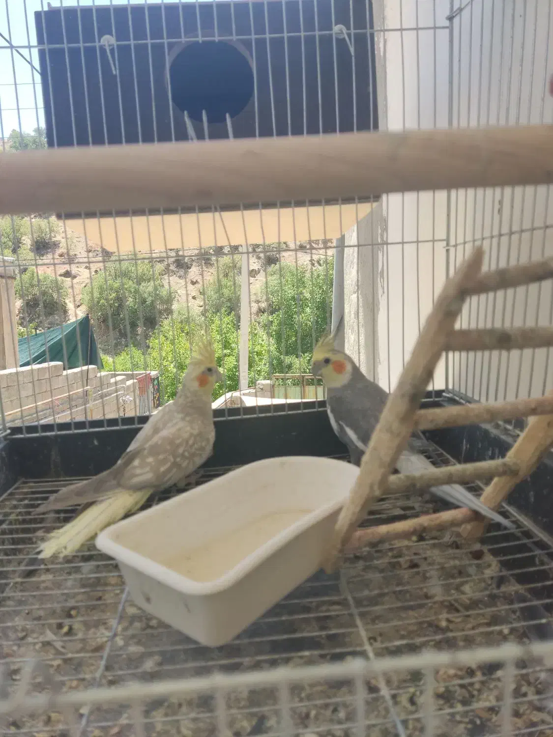 عروس هلندی|پرنده|پاتاوه, |دیوار