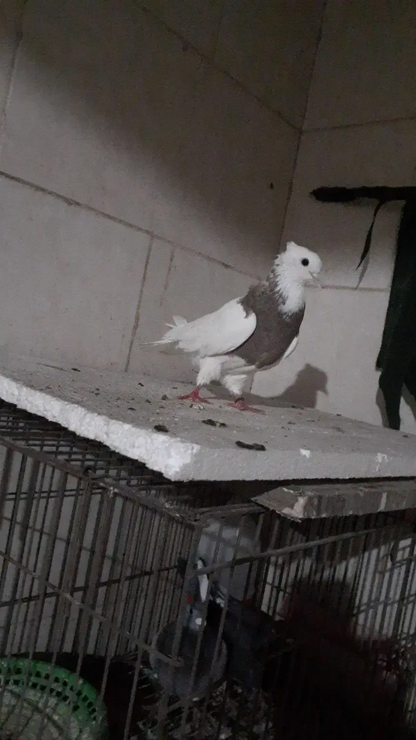 اهواز شهرک الاهیه|پرنده|اهواز, شهرک الهیه|دیوار