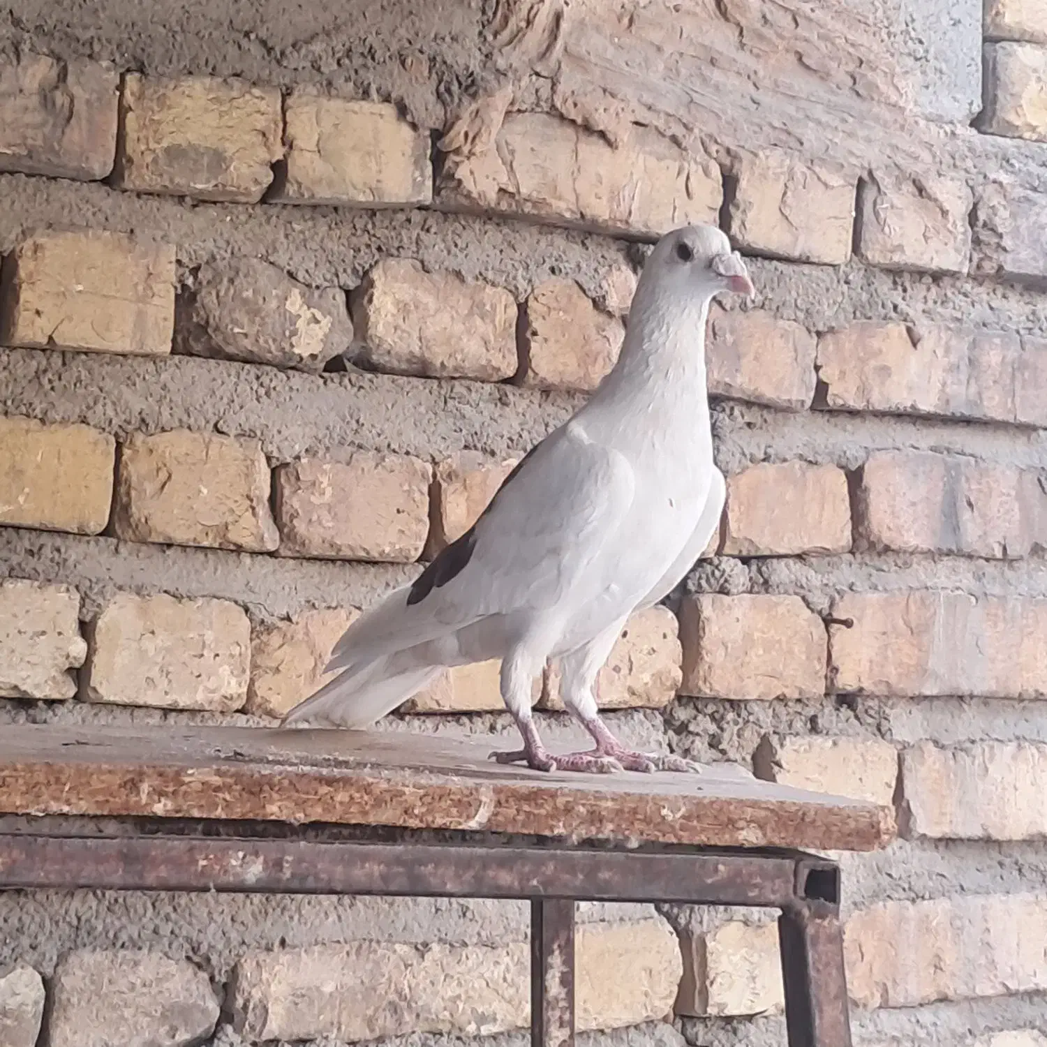 کبوتر|پرنده|شیراز, گلشن|دیوار