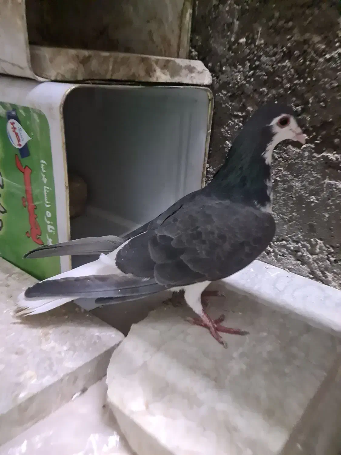 دمگیر ماده روزگاری|پرنده|برخوار, |دیوار