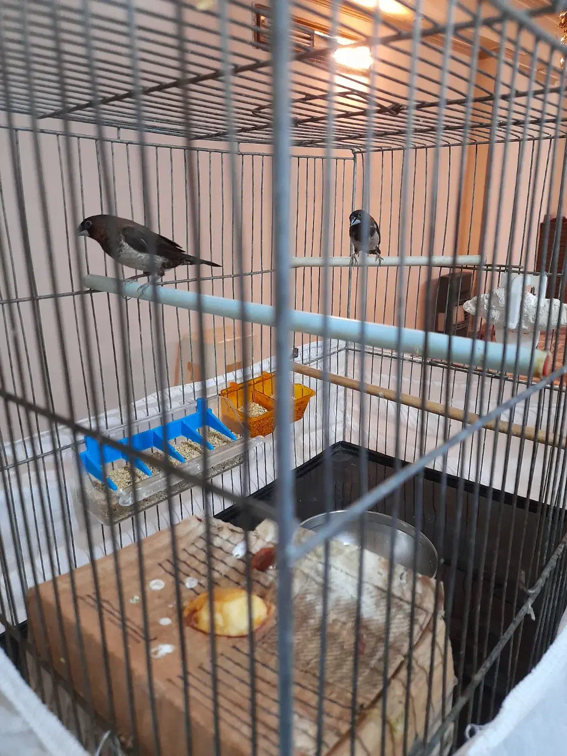 یک جفت فنج بنگال اصیل سالم سرحال|پرنده|تهران, عباسی|دیوار