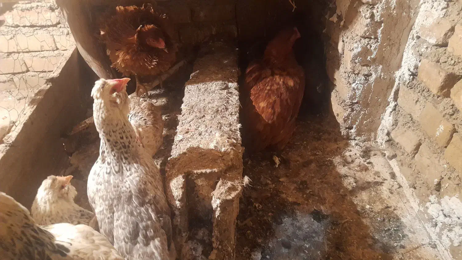 تعدادی حیوانات مزرعه مرغ و خروس و...|حیوانات مزرعه|سنگدوین, |دیوار