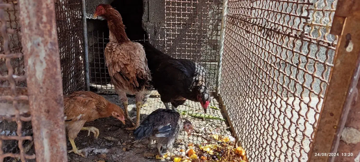 مرغ|حیوانات مزرعه|فیروزه, |دیوار