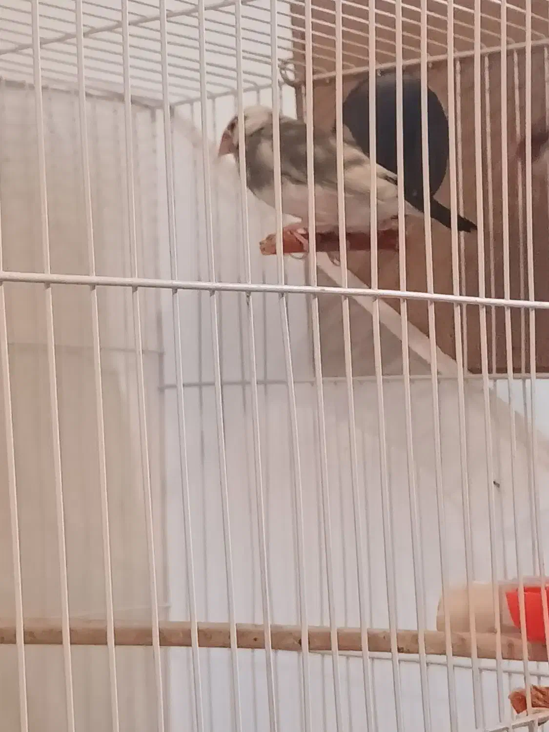 فنج نرگسی جفت|پرنده|مشهد, بهاران|دیوار