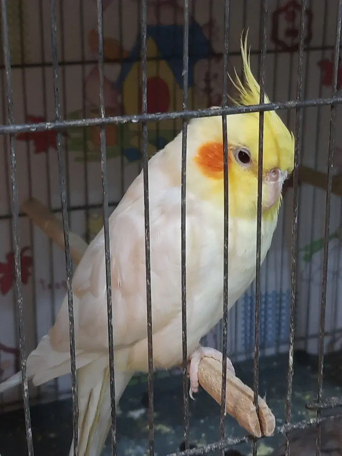 عروس هلندی نر|پرنده|لاهیجان, گلستان|دیوار