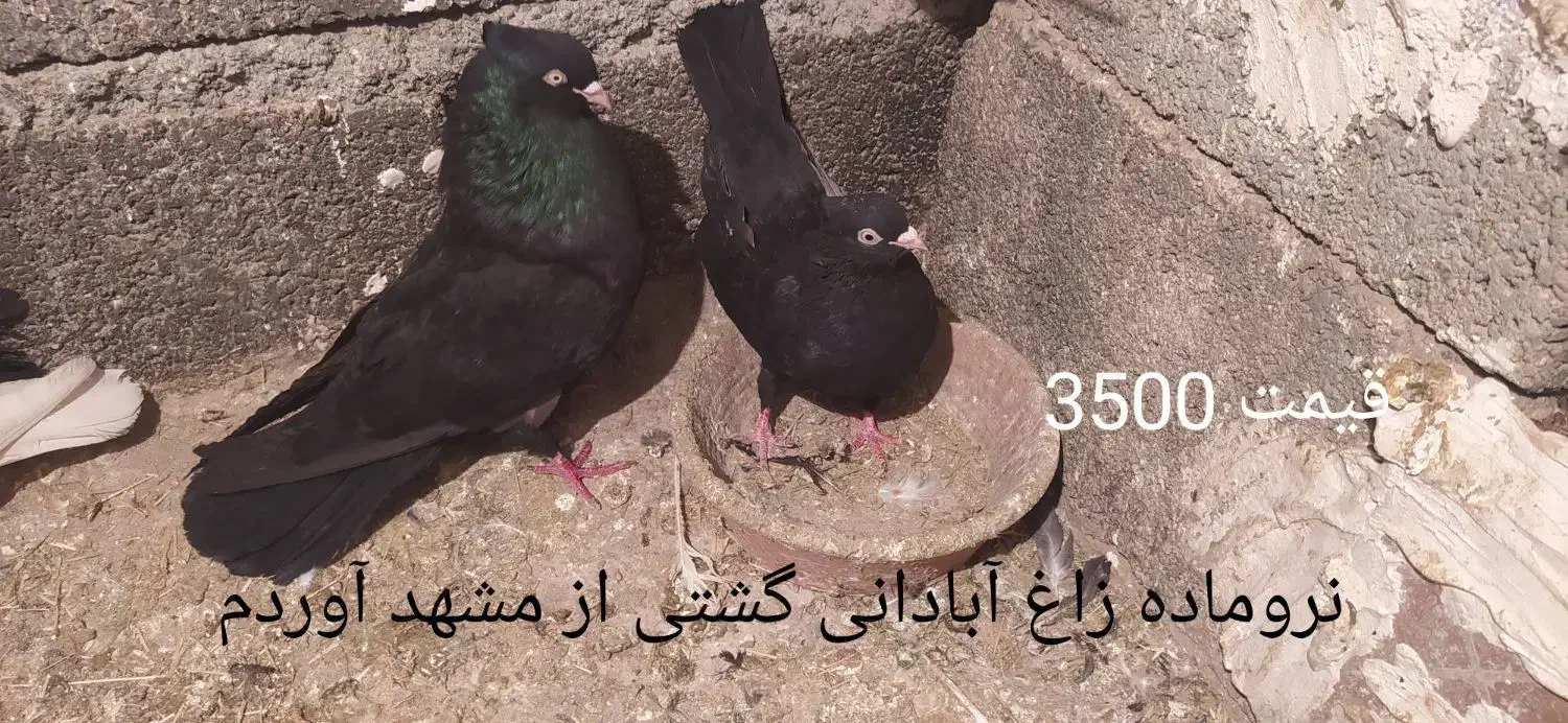 کبوتر زوردار|پرنده|کرمانشاه, |دیوار