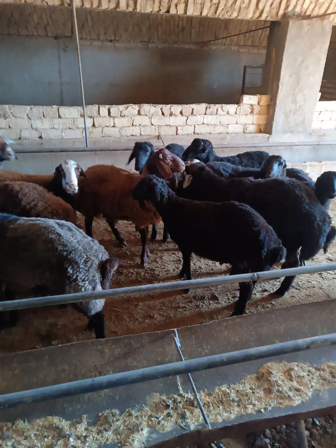 بره نر|حیوانات مزرعه|خنجین, |دیوار