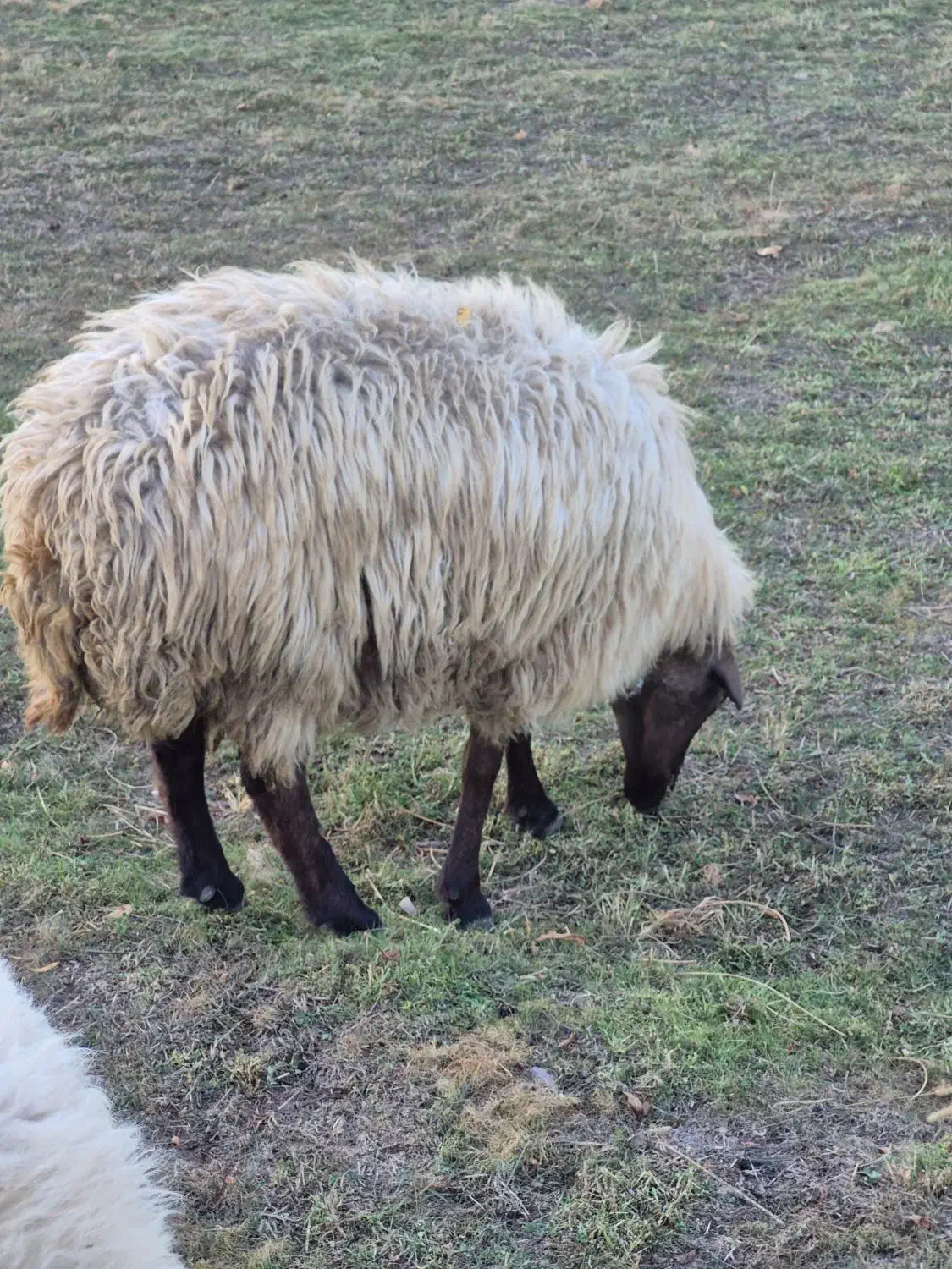 فروش گوسفند|حیوانات مزرعه|اهر, |دیوار