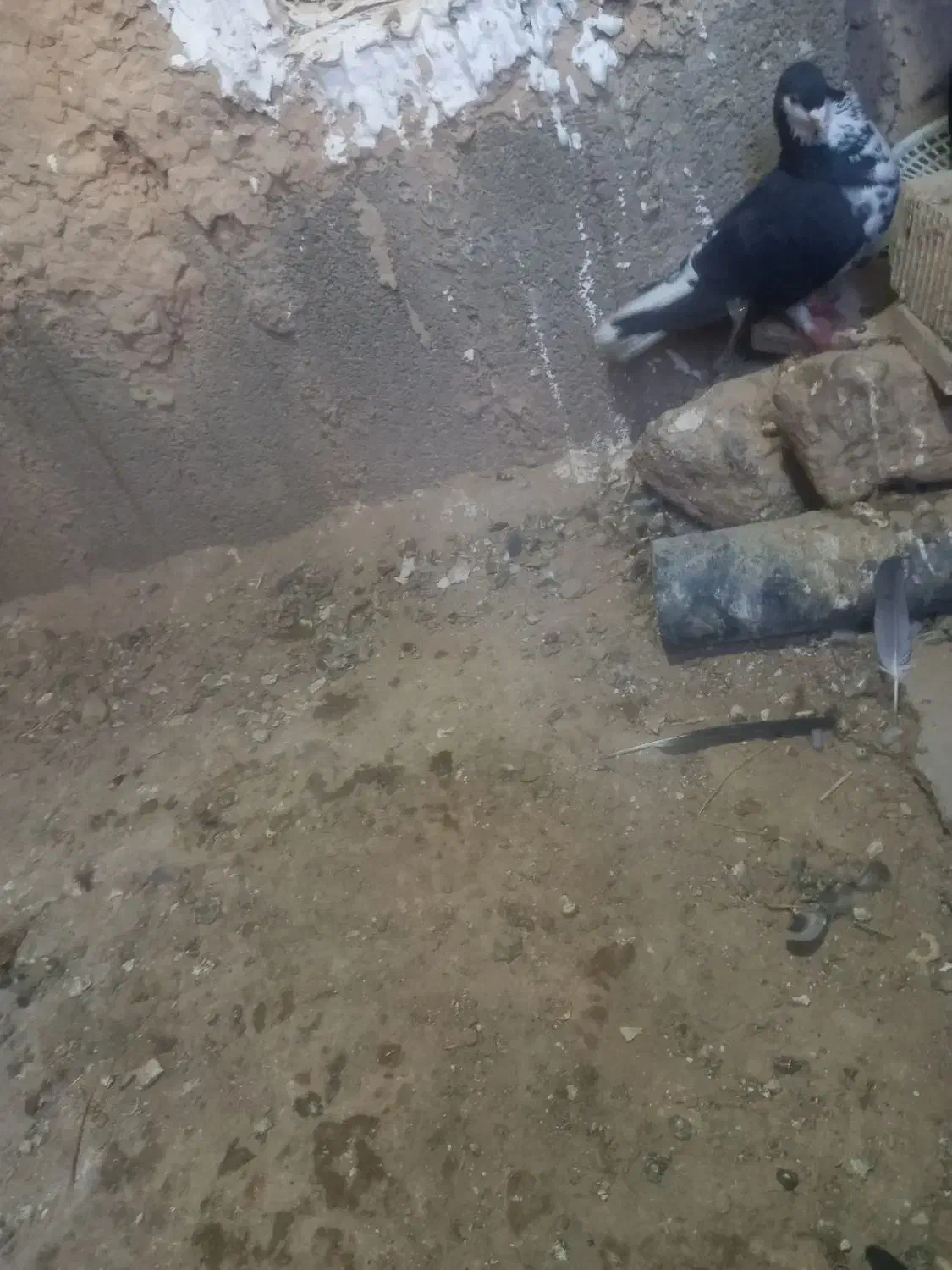 کبوتر|پرنده|نورآباد ممسنی, |دیوار