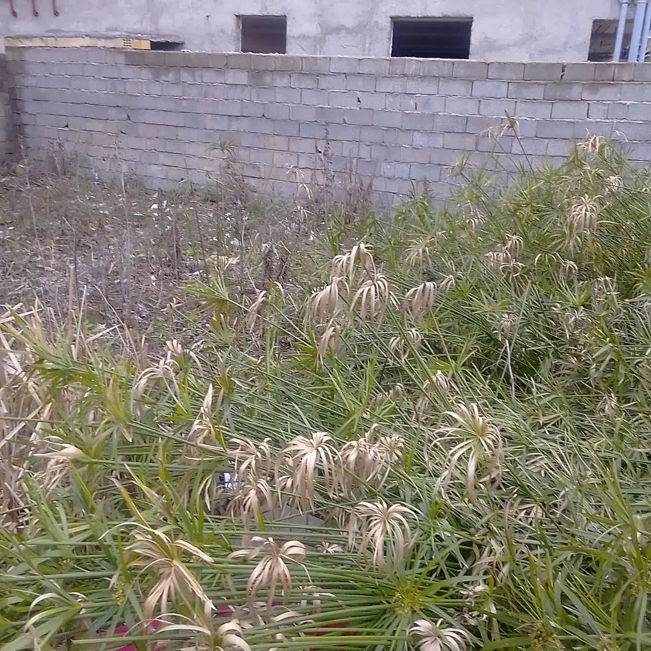 زمین|فروش زمین و ملک کلنگی|تالش, هشتپر|دیوار