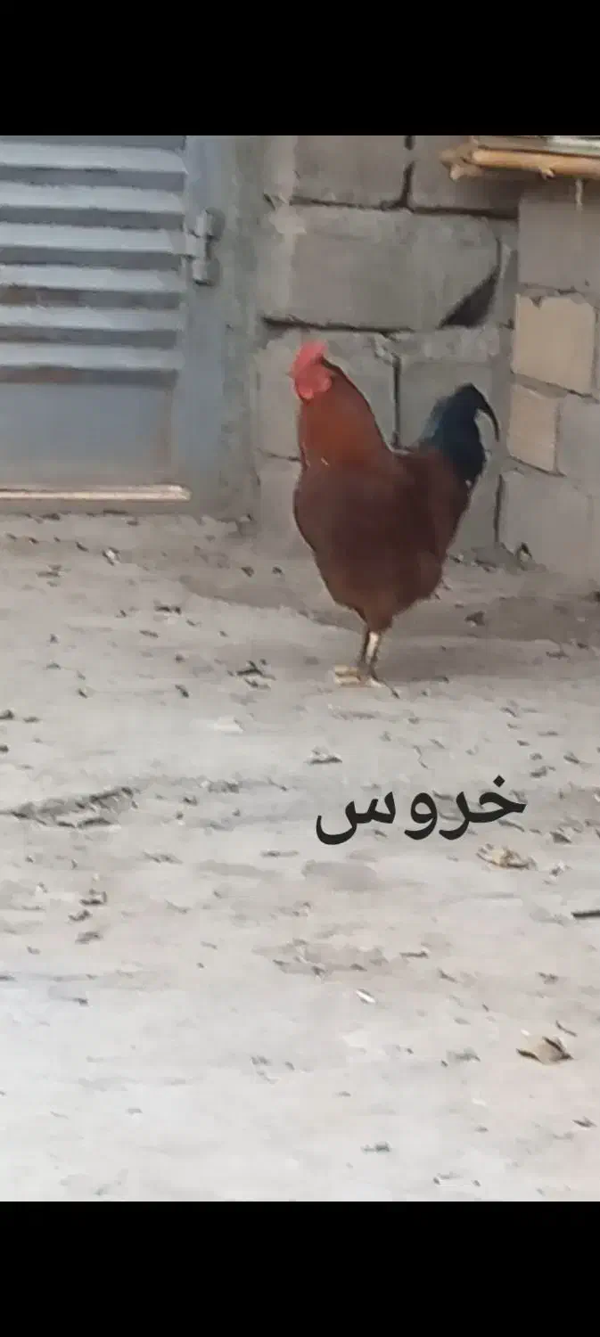 مرغ خروس|حیوانات مزرعه|مینودشت, |دیوار