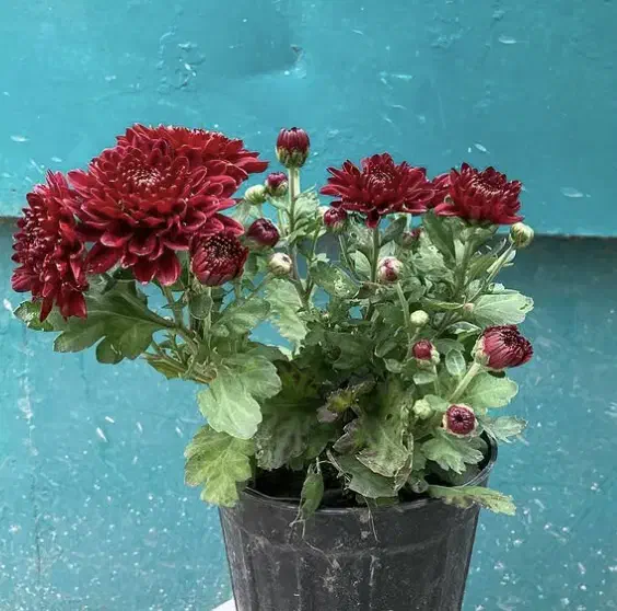 گلهای داوودی|گل و گیاه طبیعی|گرگان, |دیوار