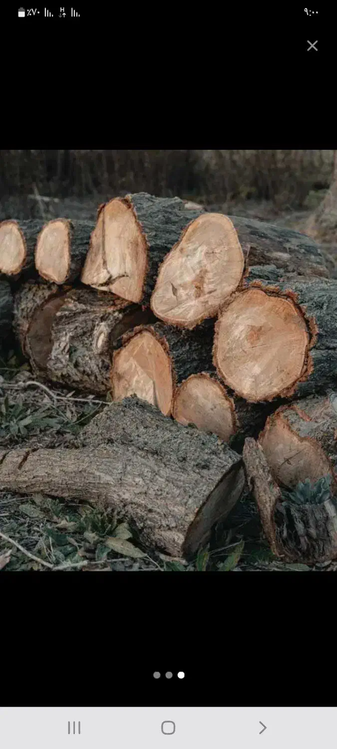 خریدار چوب تر و خشک|خدمات باغبانی و درختکاری|آبگرم, |دیوار