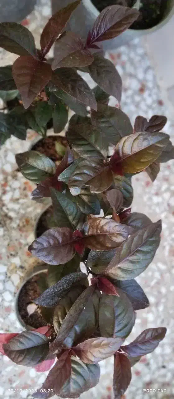 گل گل گل|گل و گیاه طبیعی|قم, زاد|دیوار