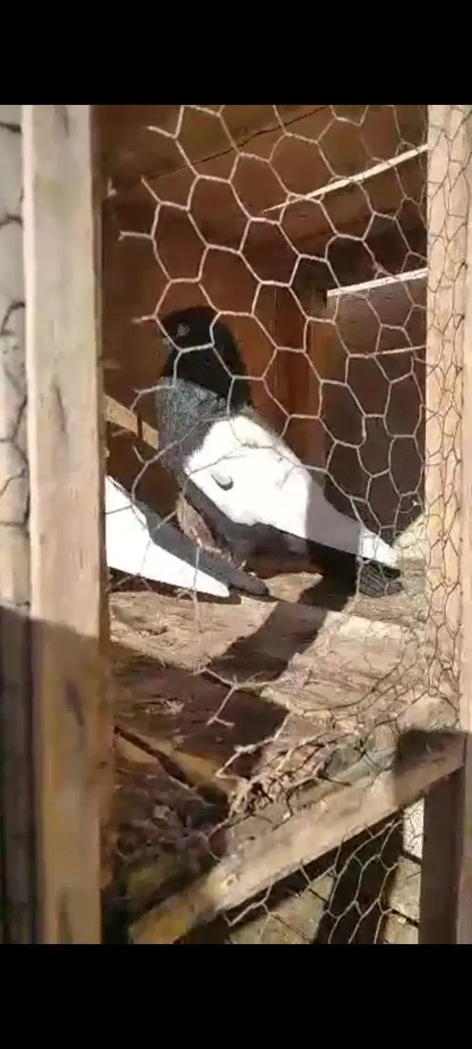 سینه ای|پرنده|قم, چهار مردان|دیوار