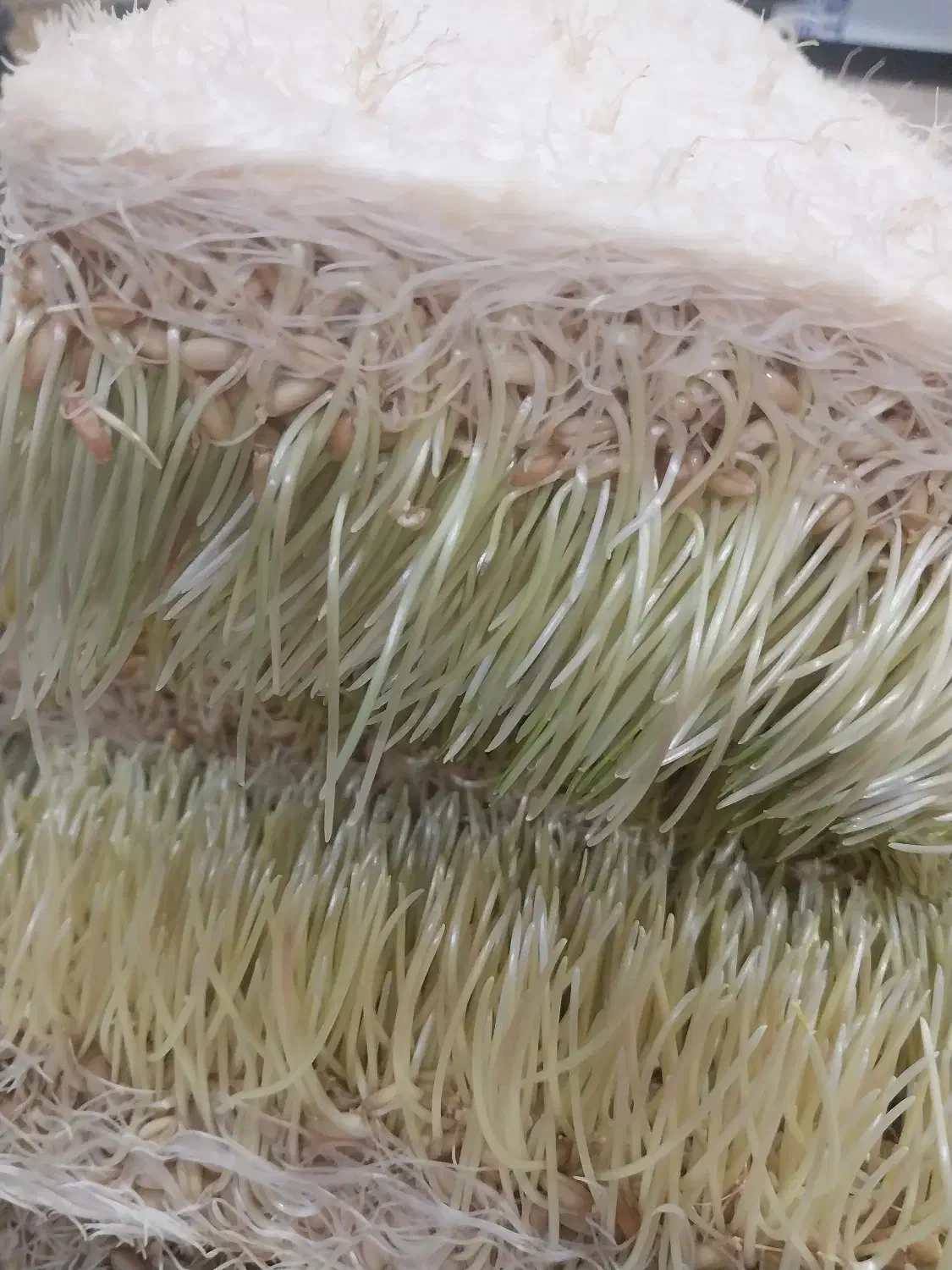 سمنو سنتی مریم بانو|خوردنی و آشامیدنی|پاکدشت, شهرک امام رضا|دیوار