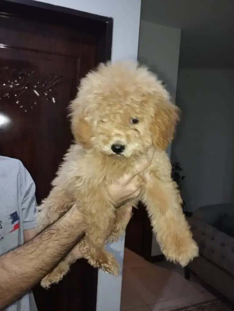 سگ پودل|سگ|مشهد, چهارچشمه|دیوار