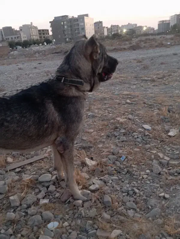 توله سرابی اصیل نوه هوزی|سگ|تهران, جیحون|دیوار