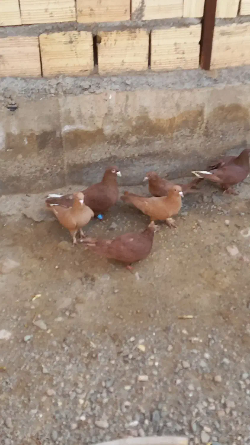 زرد گلی دمسفید|پرنده|کوهبنان, |دیوار