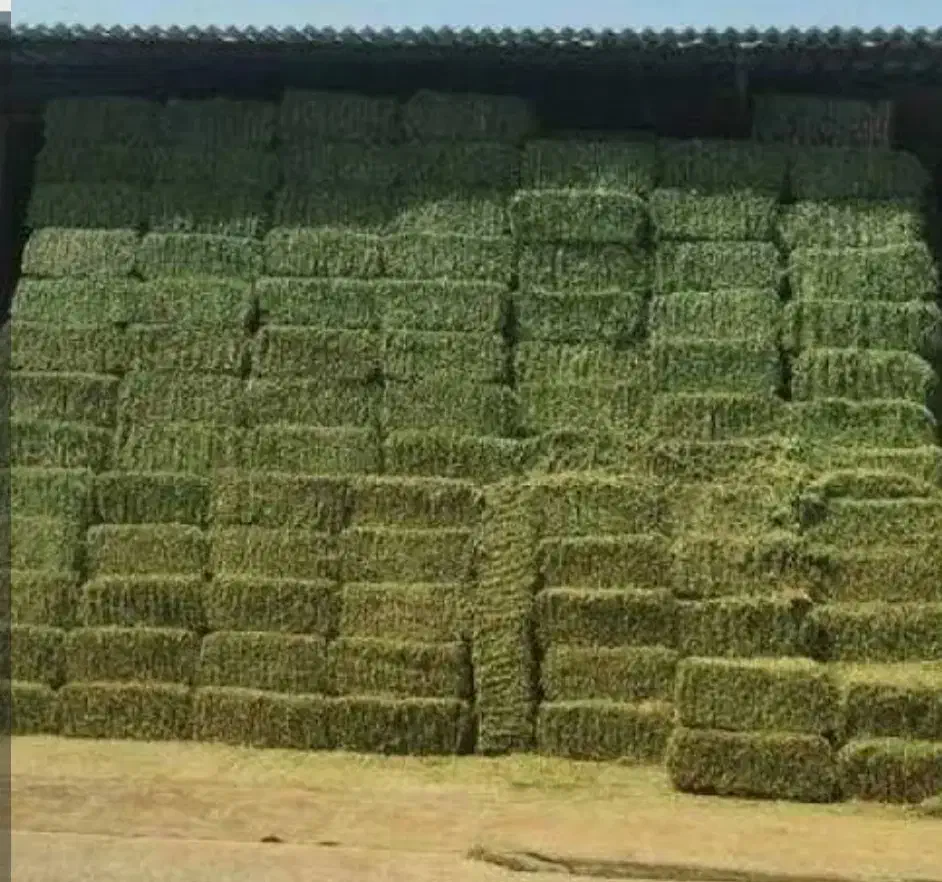 یونجه|عمده‌فروشی|تویسرکان, |دیوار