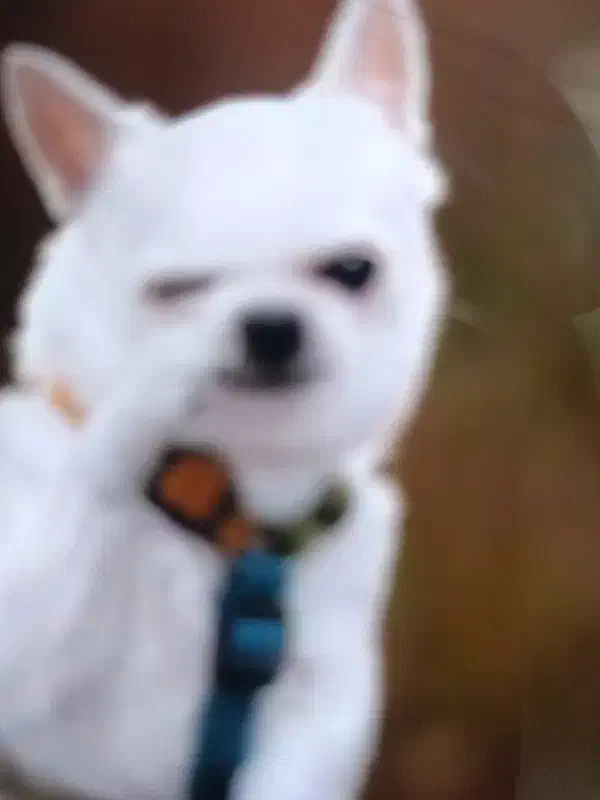 یک سگ پیدا شده|حیوانات|ارومیه, |دیوار