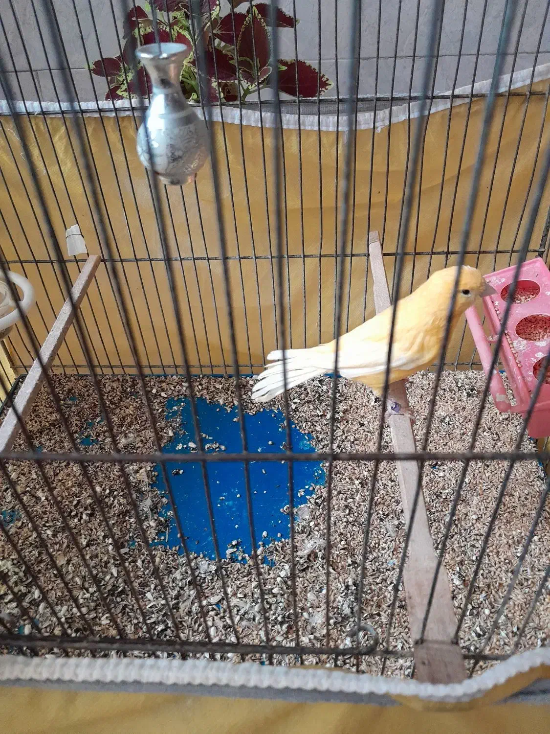 قناری سرخ ماده|پرنده|اصفهان, جاوان|دیوار