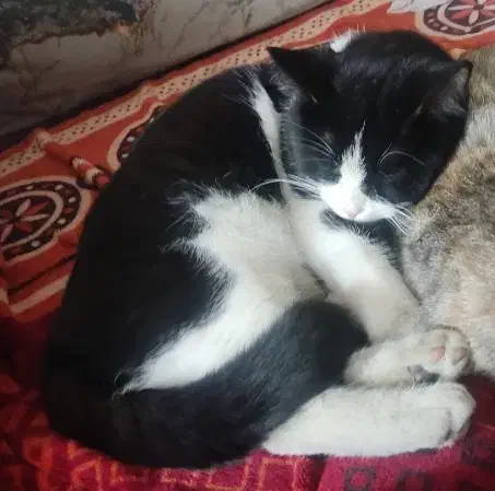 گربه گمشده حوالی شریعتی 14|حیوانات|نیشابور, شریعتی|دیوار