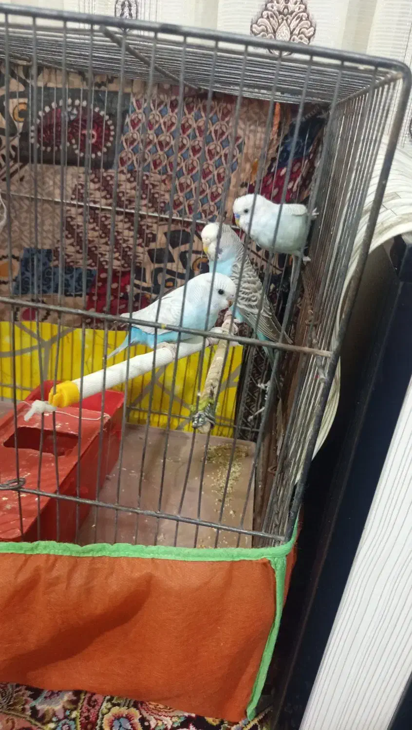 قفس پرنده|پرنده|قم, ولیعصر|دیوار