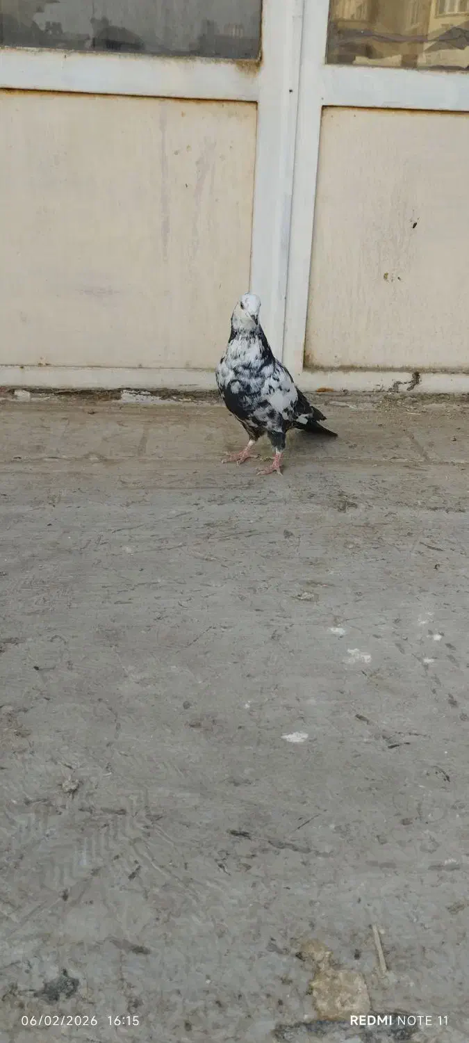 کفتر  یاهو  پرشی|پرنده|قم, باجک یک|دیوار