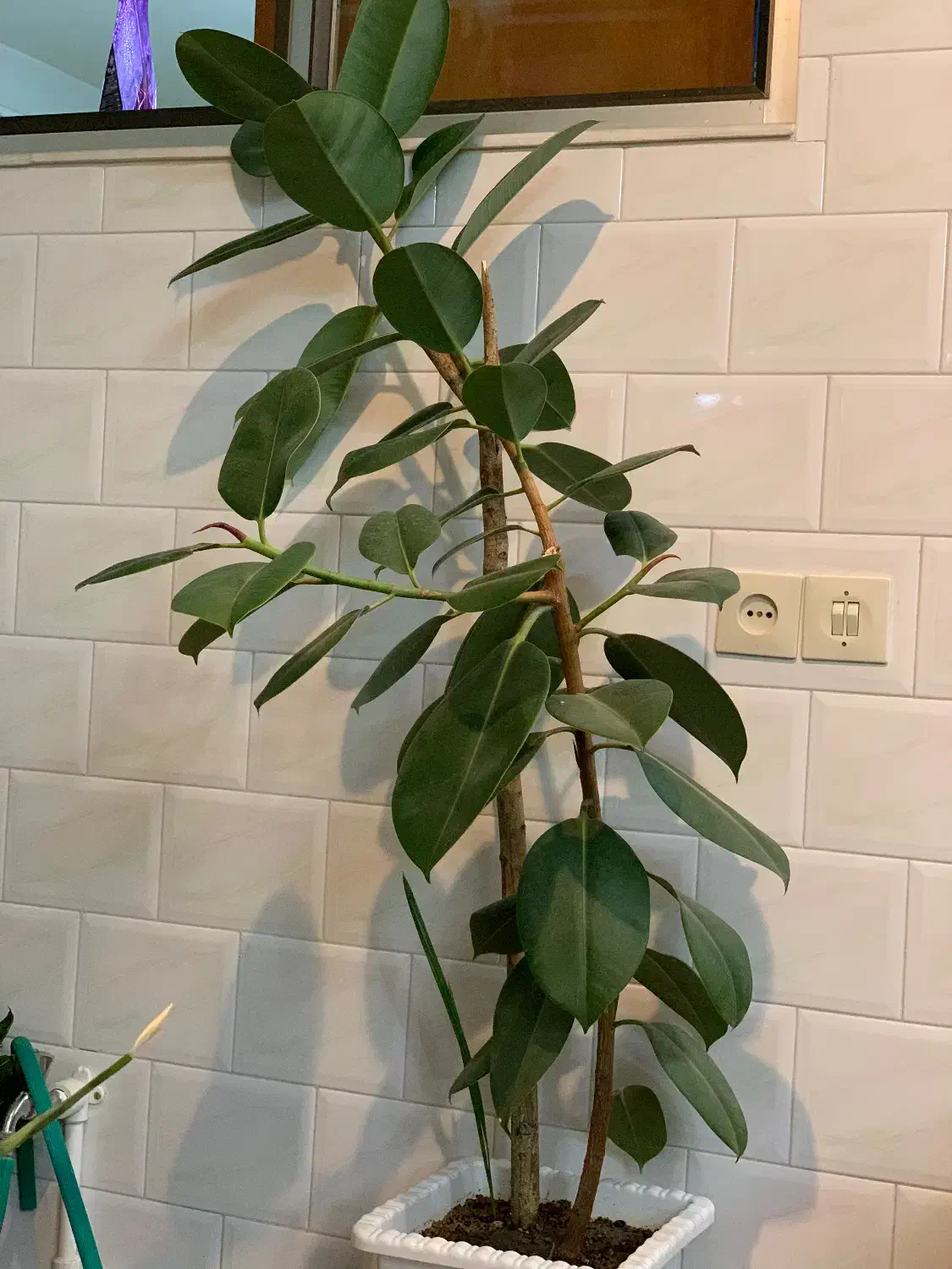 گل فیکوس|گل و گیاه طبیعی|اهر, |دیوار