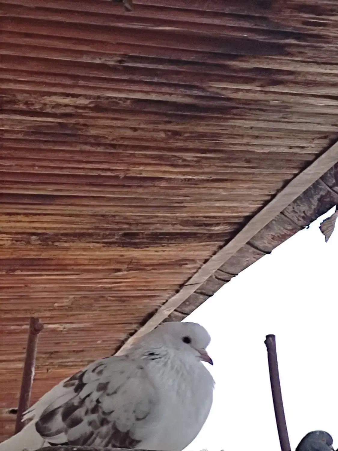 کبوتر خوشگل پرشی نشاندار جفتی|پرنده|رشت, گیل|دیوار