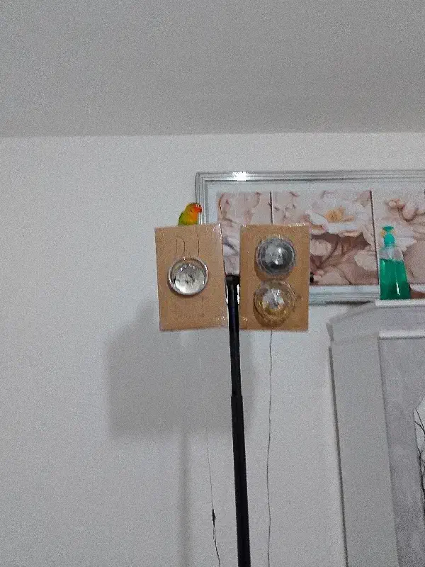 کوتوله|پرنده|چناران, |دیوار