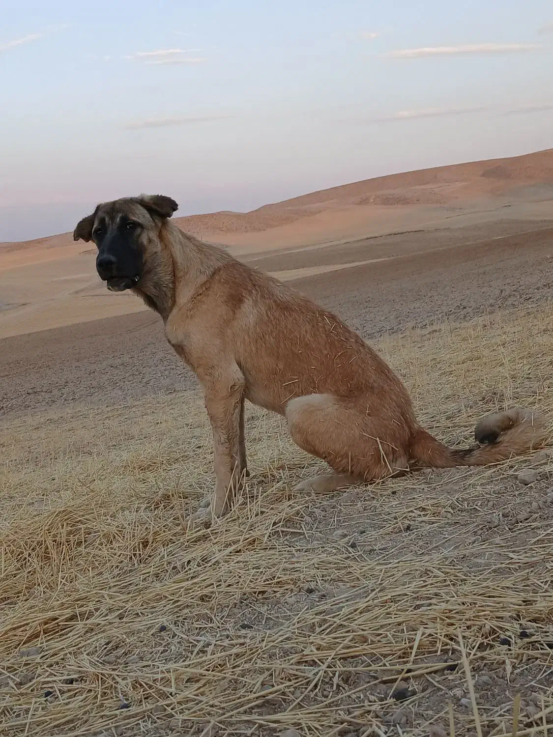 فروشی|سگ|باروق, |دیوار