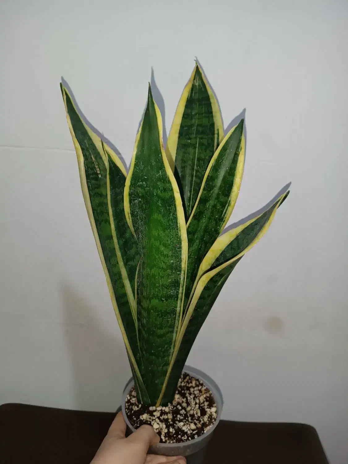 سانسوریا کرواتی ابلق|گل و گیاه طبیعی|خمینی‌شهر, |دیوار