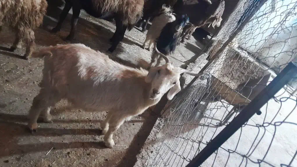 بزغاله ماده|حیوانات مزرعه|زاغه, |دیوار