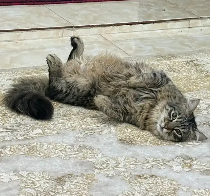 واگذاری رایگان گربه|گربه|کرج, فاز ۲ مهرشهر|دیوار