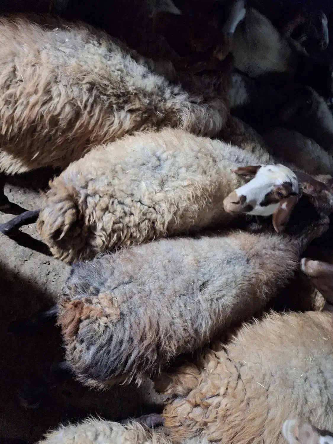 گوسفند فروشی|حیوانات مزرعه|بیجار, |دیوار