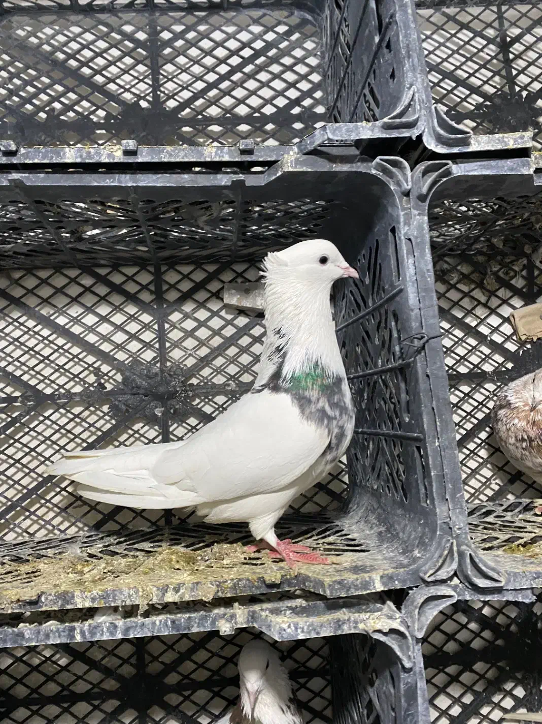 طوقی سرور نر|پرنده|ماهدشت, |دیوار