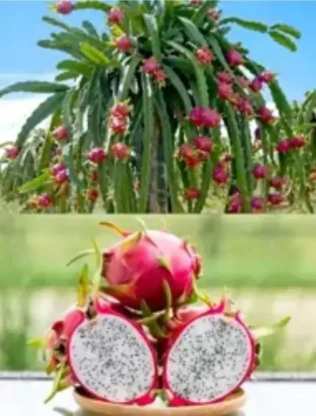 دراگون فروت. میوه اژدها. نهال قهوه. بلوبری|گل و گیاه طبیعی|شیراز, فرگاز|دیوار