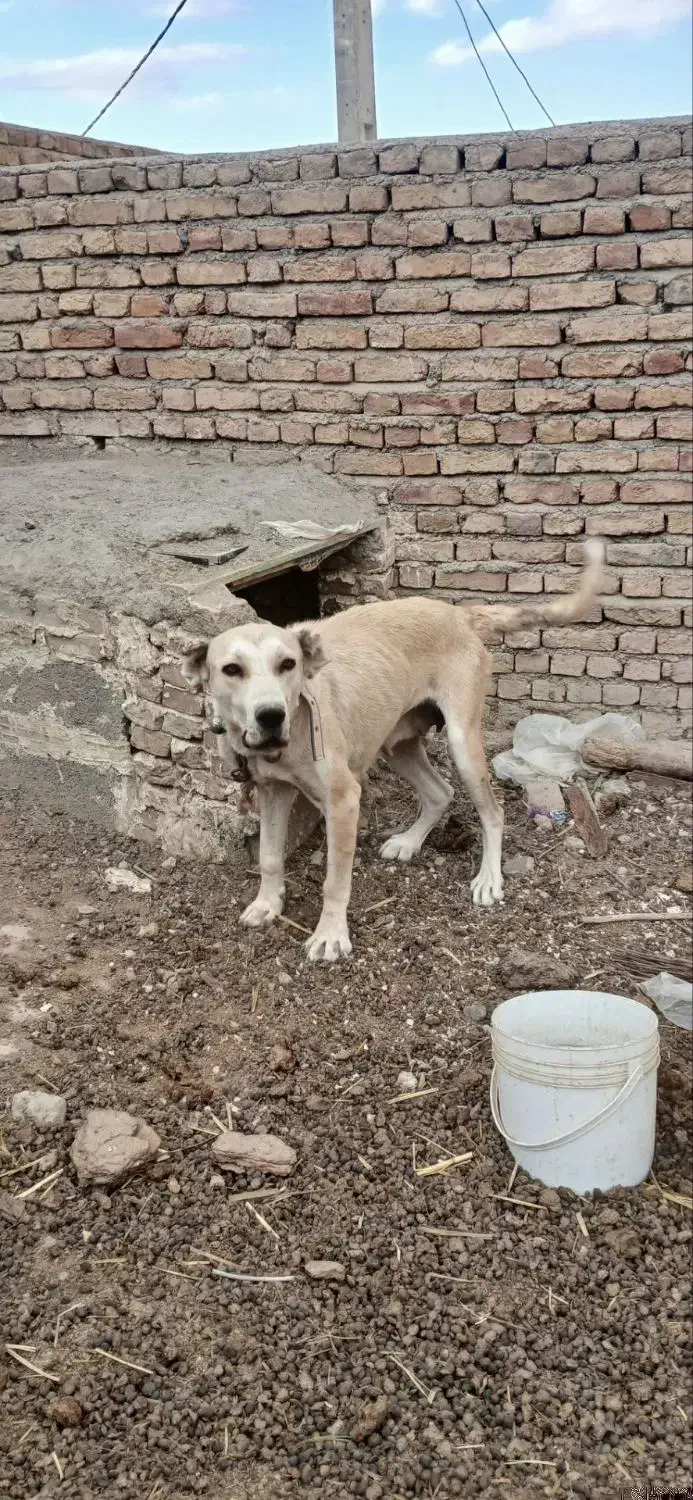 سگ ماده|سگ|سراب, |دیوار