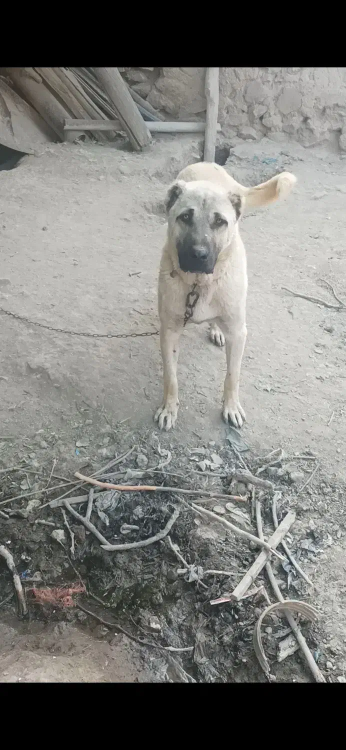 سگ فروش|سگ|قروه, |دیوار