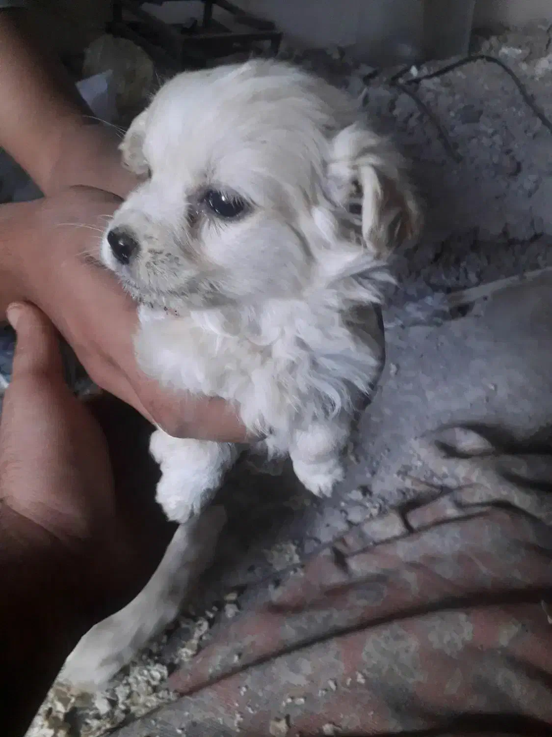 سگ شیتزو|سگ|آستانه اشرفیه, |دیوار