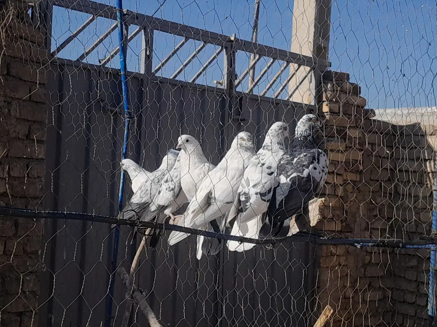 کبوتر|پرنده|معصومیه, |دیوار