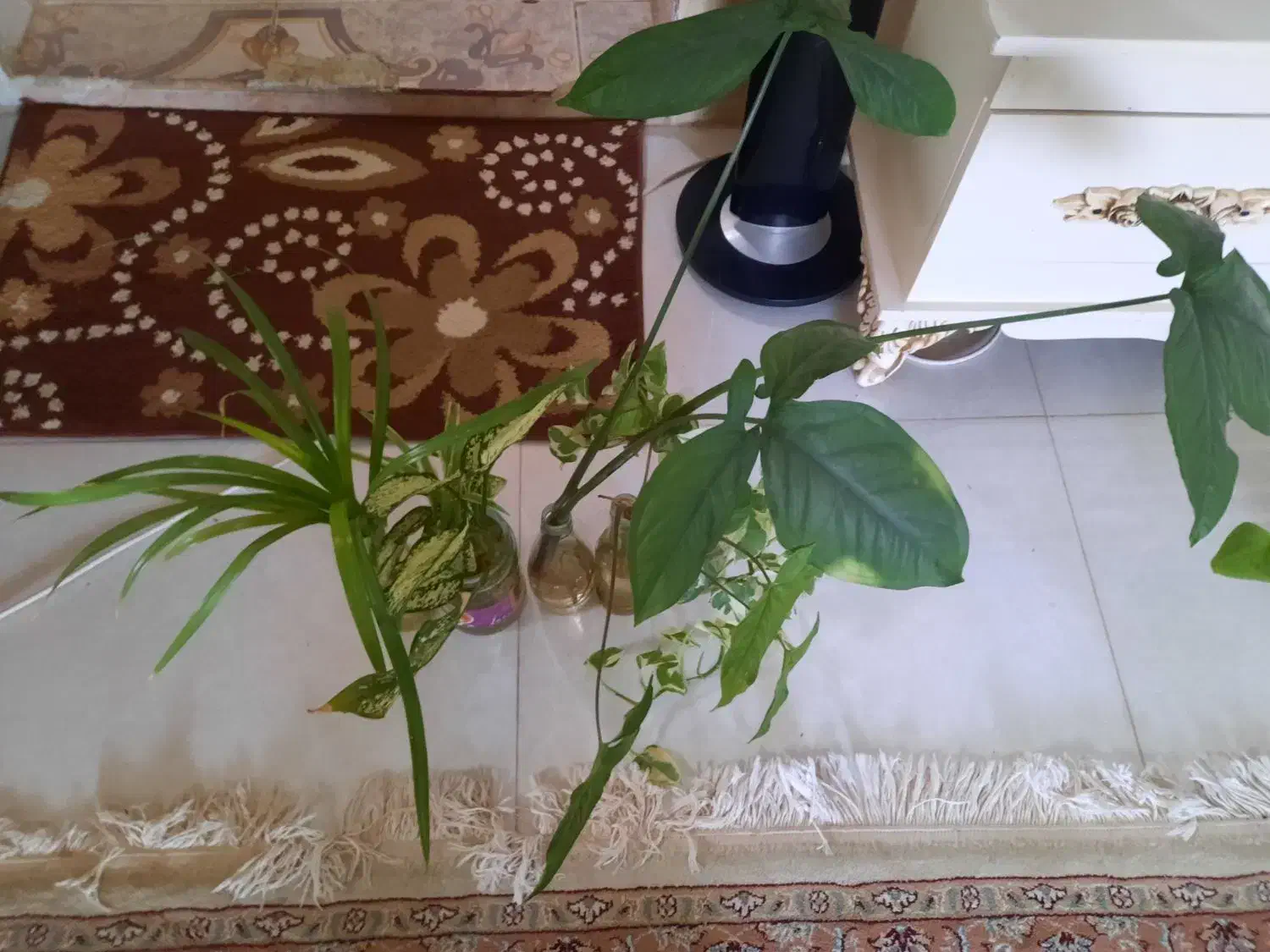 گل قلمه|گل و گیاه طبیعی|تربت‌حیدریه, بالا ولایت|دیوار